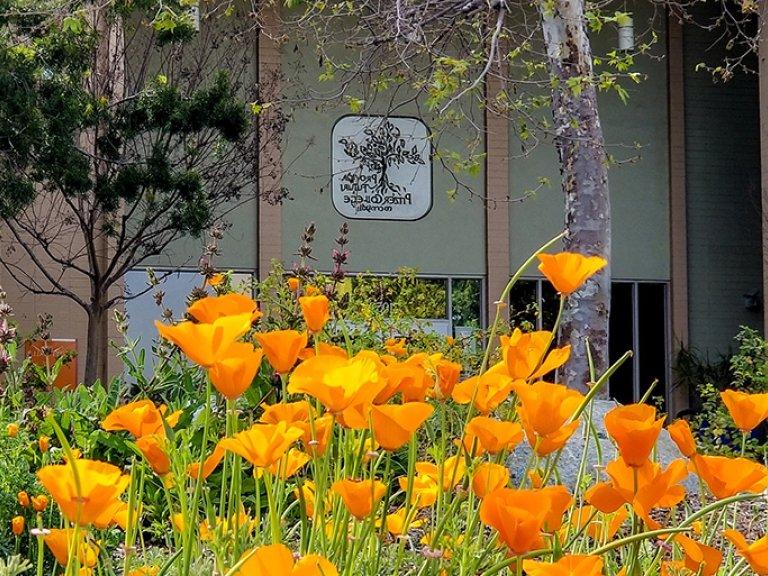 A view of blooming california poppies in front of scott hall